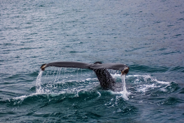  Observation des baleines 