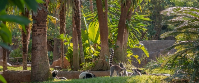  Come visit the Bioparc