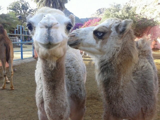  Camelos amigáveis