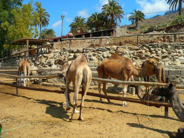  Camelos 