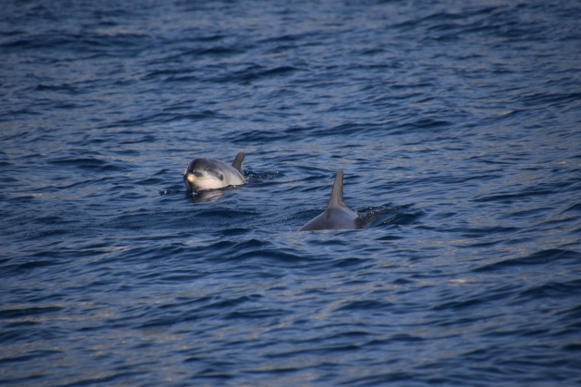  Observation des baleines dans les îles Canaries 