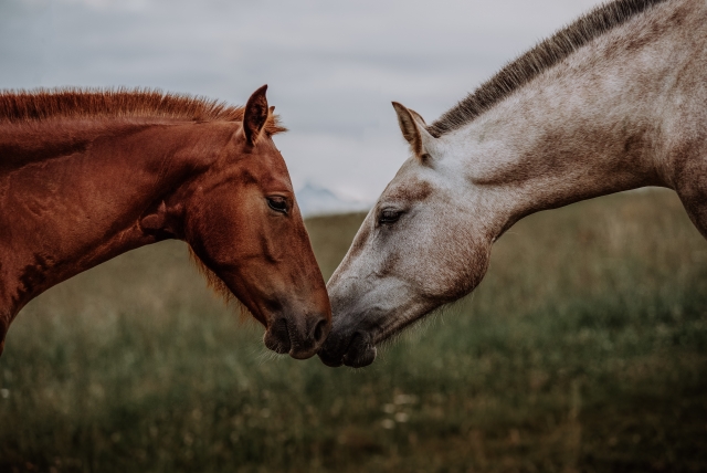 Dos caballos profesándose amor mutuo