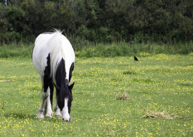 Un caballo moteado pastando en un prado verde