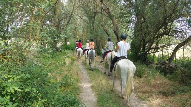 Adentrandonos entre los arboles