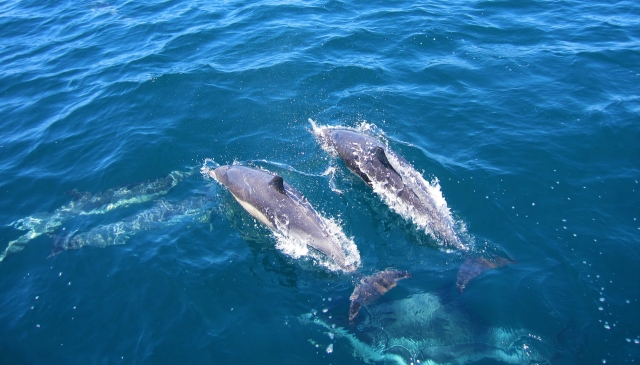 Delfines disfrutando por el mar