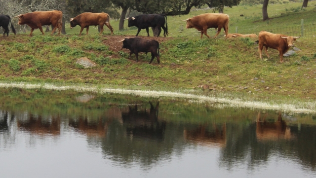  I tori più coraggiosi sul terreno 
