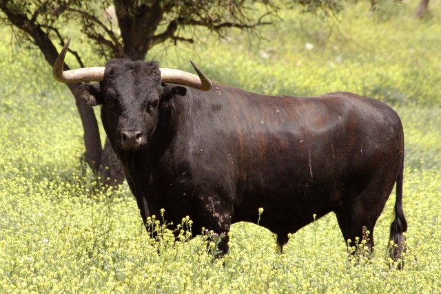  Il toro più coraggioso 