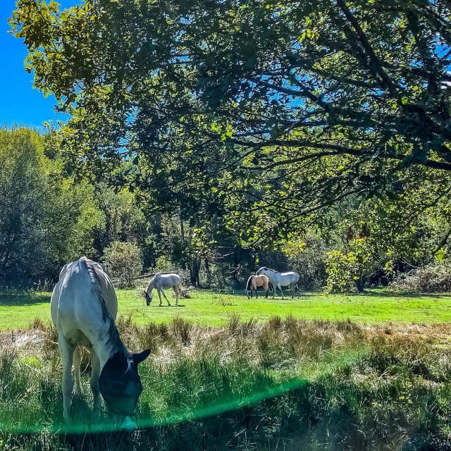  Unsere wunderschönen Hengste auf der Weide 