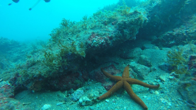 Estrella de mar