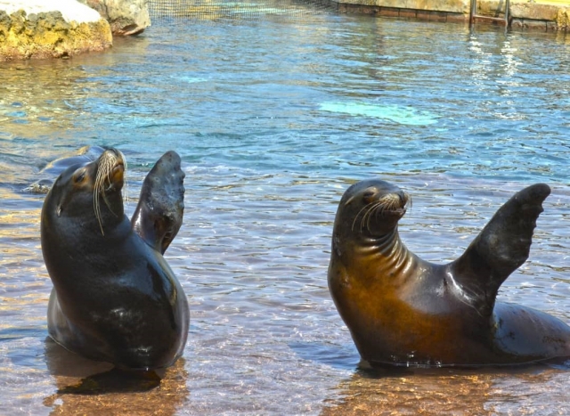 Lions de mer saluant 