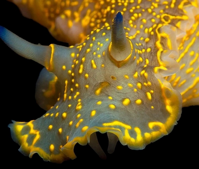  Fauna marinha em Mojácar 