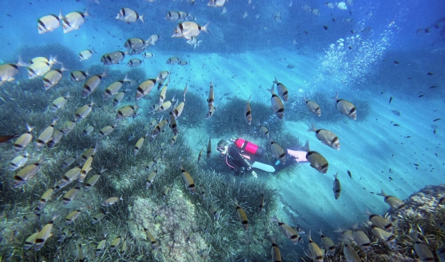  Rodeado de peixes durante o mergulho