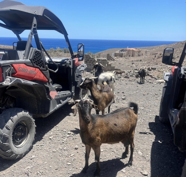 Capre durante l'esperienza in buggy 