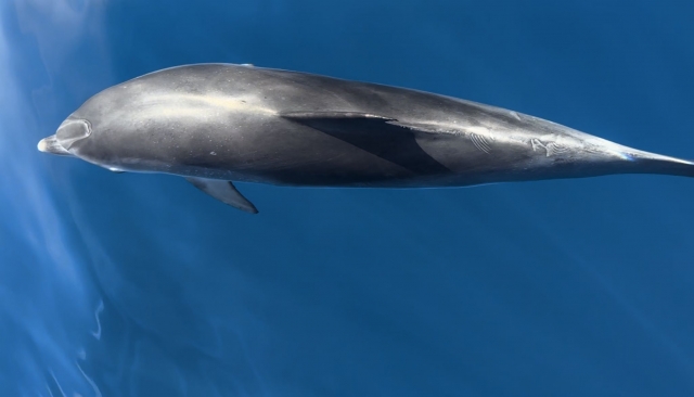  I delfini più belli di Fuerteventura 