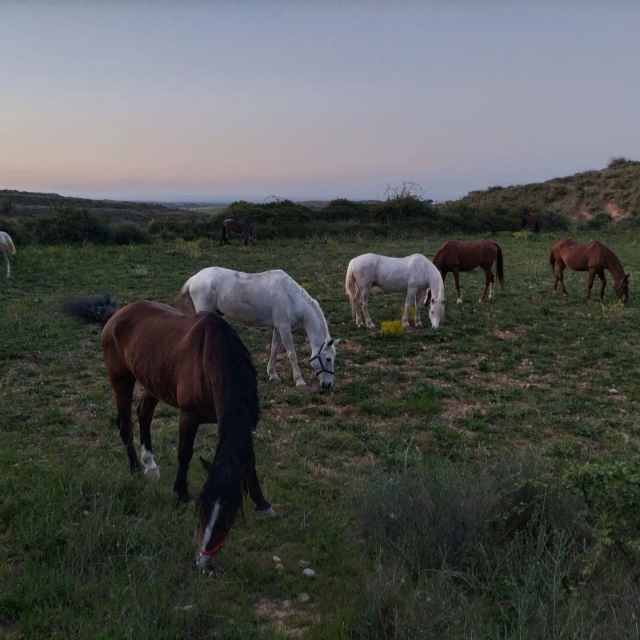 Caballos pastando en los campos de Tarazona