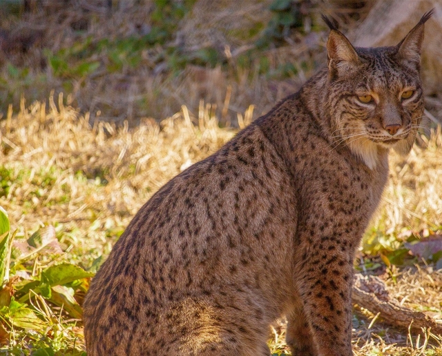 Lince pardina allo zoo 