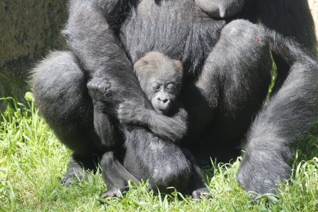  Gorilla allo zoo 