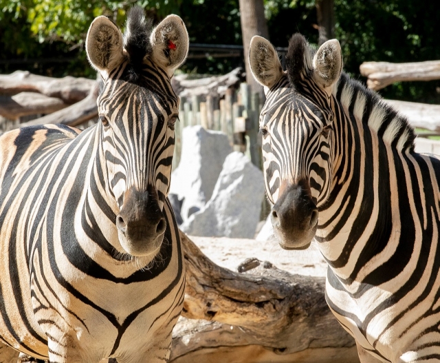  Animali africani a Madrid