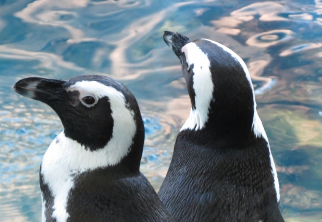  Pinguini nell'acquario dello zoo di Madrid 