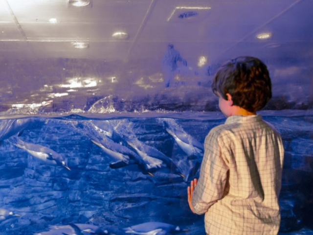 Aprenda sobre os pinguins 
