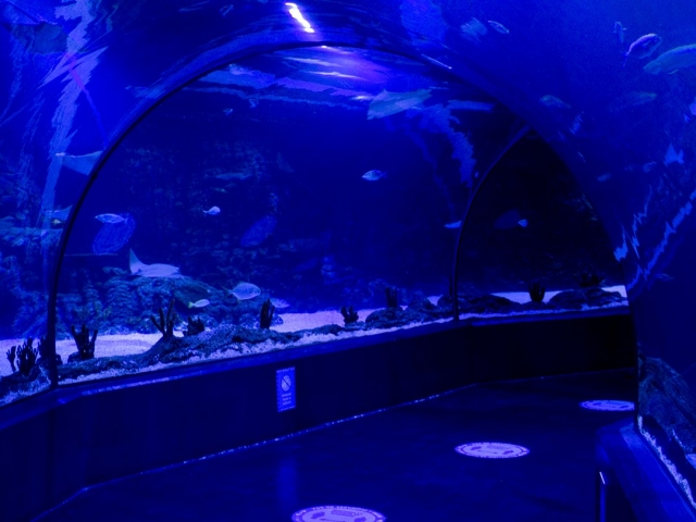  Aquário Atlantis em Madrid 