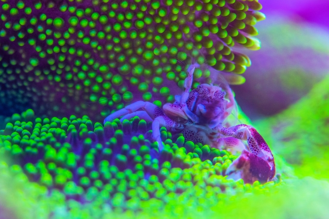  Voir la vie marine 