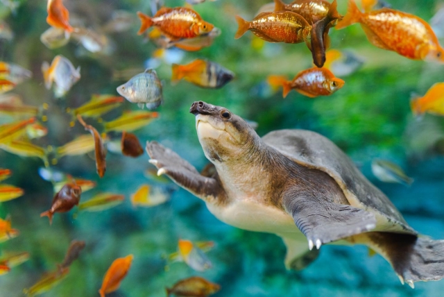  Natation des tortues 