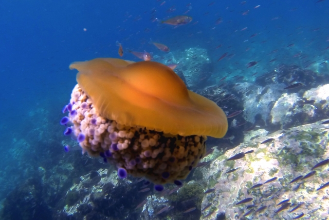  Descubra Calahonda praticando snorkeling 