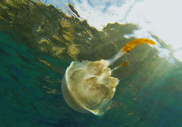  Uma água-viva durante a experiência de mergulho com snorkel 