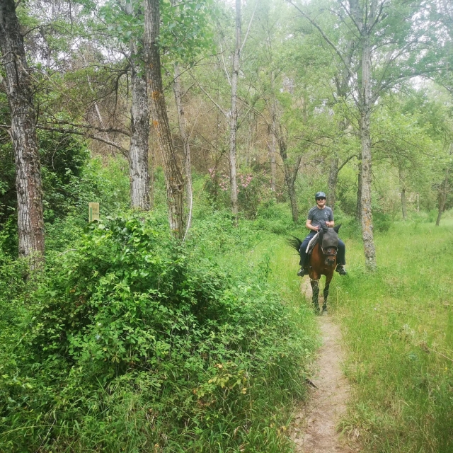 Disfruta de una cabalgamarra por Malaga
