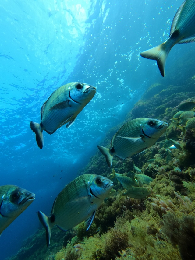  Poisson 
