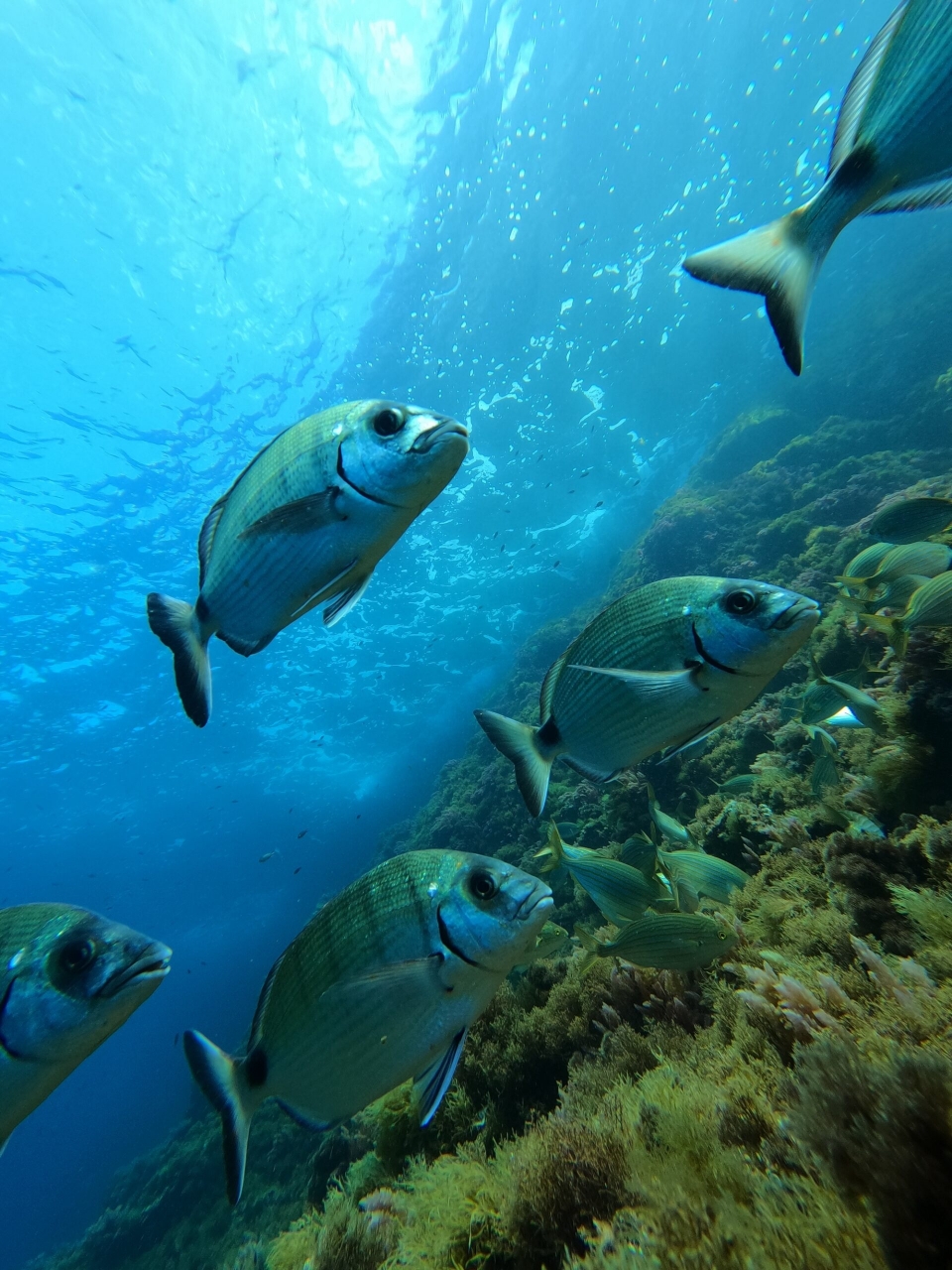  Poisson 