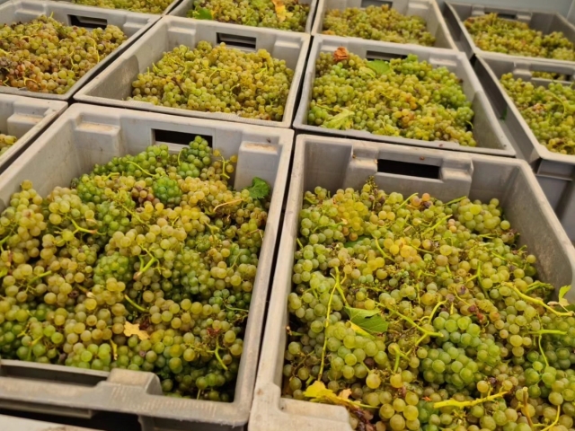 Nuestras uvas listas tras la vendimia