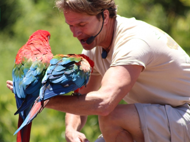  Exotische Vogelschau mit bunten Papageien 