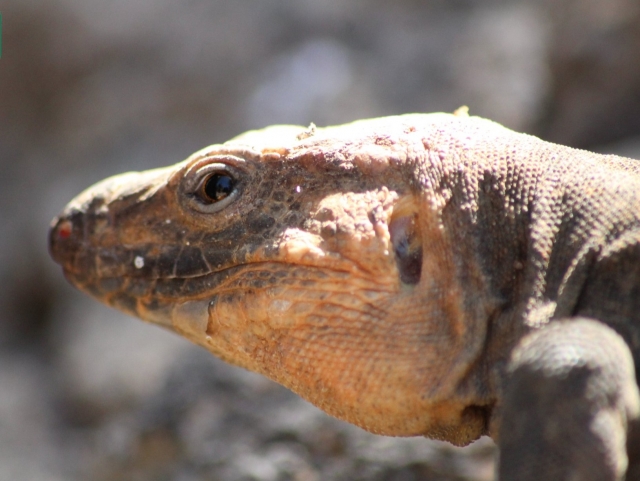  Sie werden begeistert sein die Reptilien 