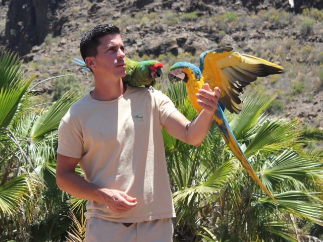 Ausstellung exotischer Vögel 