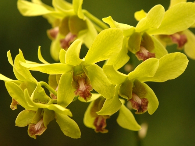  Botanischer Garten des Palmitos Parks 