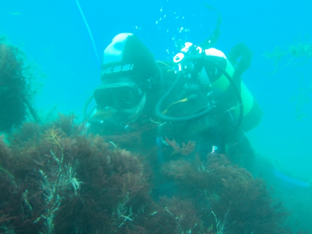Immersioni sulla costa cantabrica 