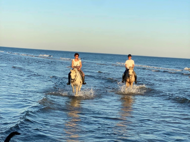  与马匹一起在海中 