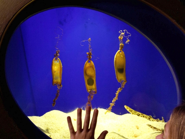  在马略卡岛帕尔马水族馆欣赏物种 