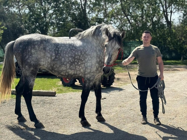 Nuestros caballos