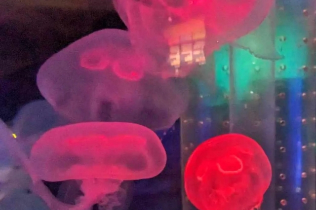  海洋馆动物区系 