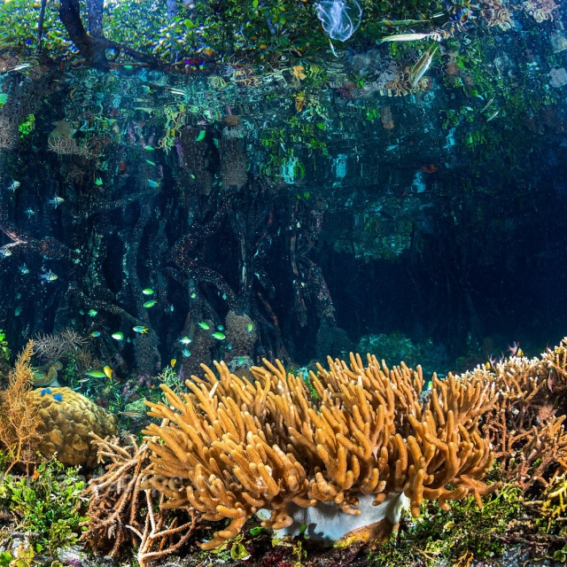  水族馆植物区系 