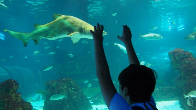  与小孩一起的水族馆