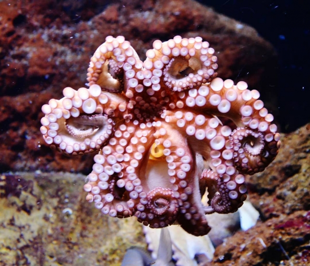 水族馆动物区系 