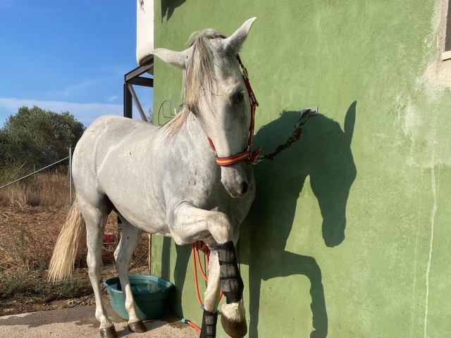 Uno de nuestros caballos