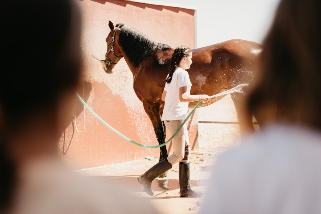 Caballo en los establos