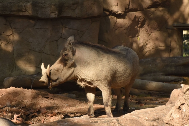 Zoo de Barcelone Mammifères 