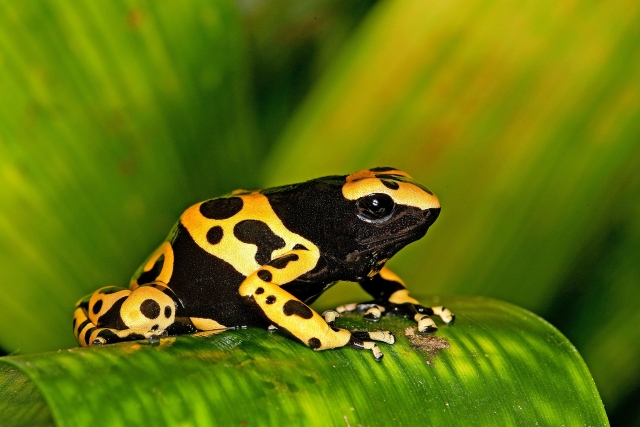  Zoo d'amphibiens 