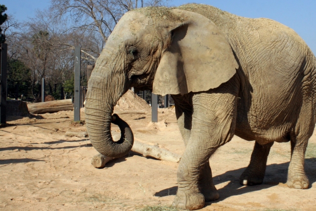  Éléphant au Zoo de Barcelone 
